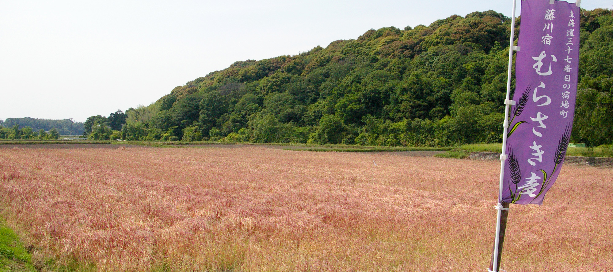 藤川宿 むらさき麦プロジェクトイメージ01