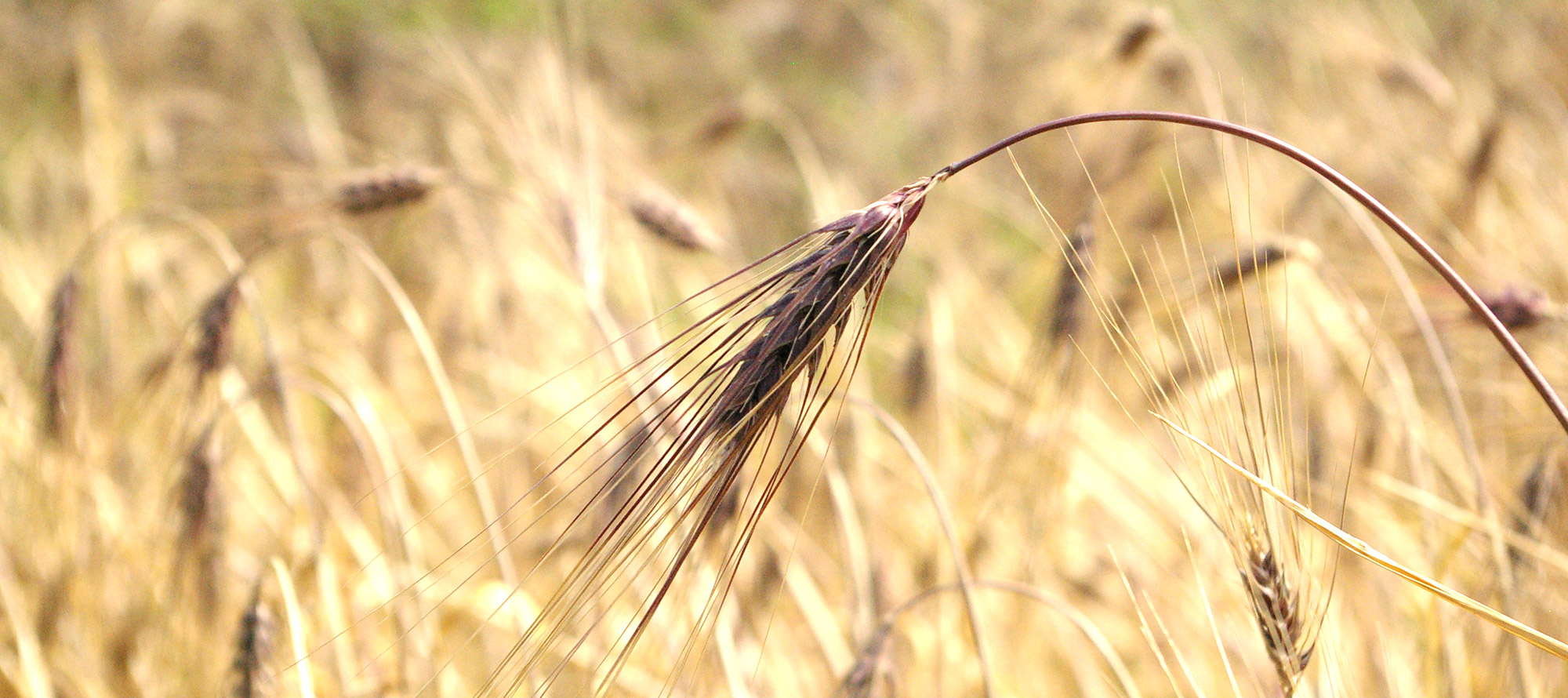 藤川宿 むらさき麦プロジェクトイメージ06